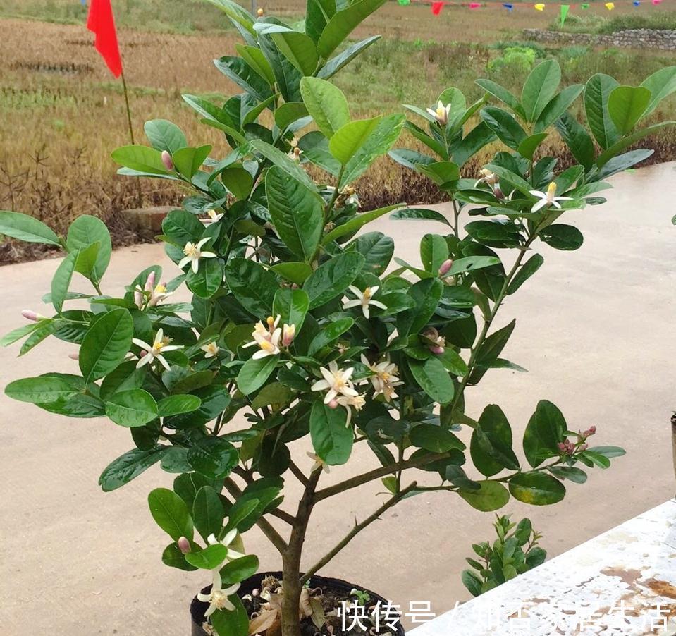 3种“养人树”，漂亮有香味，能吃能观赏，建议至少养一种