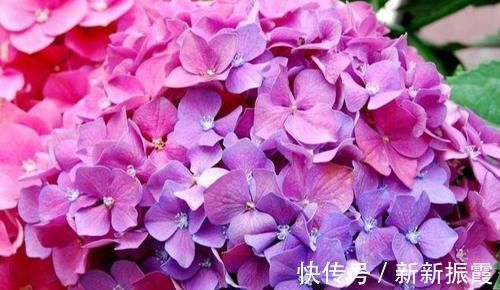 5种“阴暗花”，藏在角落里，年年自行繁殖，也能开成“仙花树”