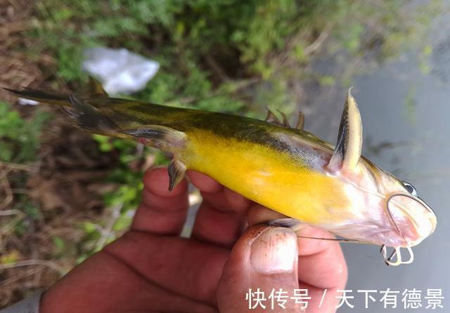 钓友|摘钩时被黄辣丁刺伤,指头被截险丧命,详解正确摘鱼方法
