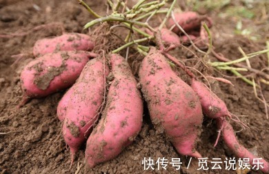 红薯|长寿老人从来不吃的几种食物，有很多人傻傻还在吃，特别是它！