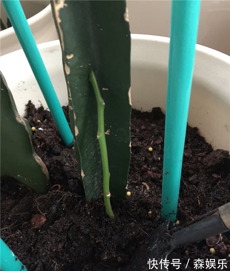 蟹爪兰砧木快被抽干,给它“打点滴”,砧木复壮快,蟹爪兰开花旺