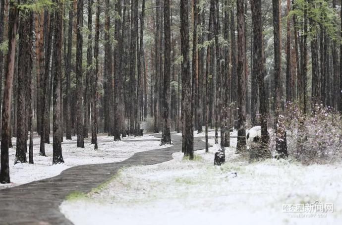 飞雪|漠河五月飞雪