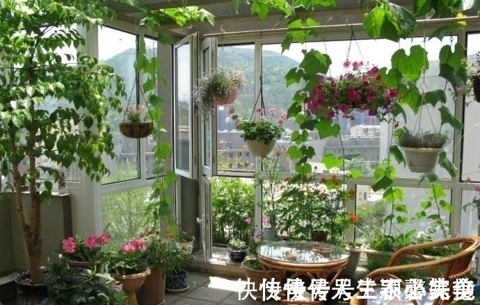 果树|阳台不要塞一大堆花盆了!学聪明女人种果树,好看又好吃