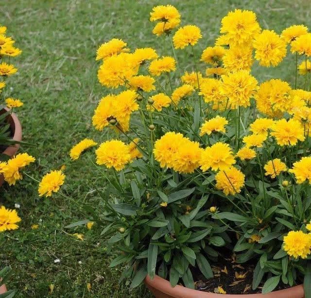 忌讳|用磷酸二氢钾促花,有“3忌”要避免,已被“证实”用错难开花