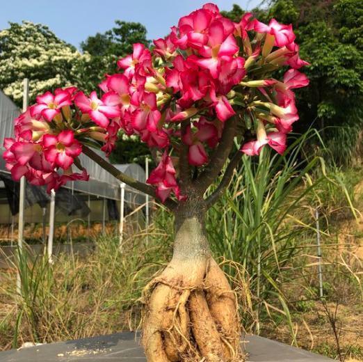 沙漠玫瑰换盆，做好3个“必须”，快速恢复不烂根，年年开花爆盆