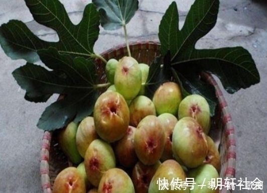 养花不如养“果树”，1根枝条10天生根，不仅招财还有果子吃