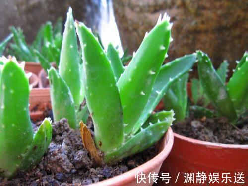 秋季|芦荟长爆盆了怎么办简单1个技巧,一盆养出20盆,侧芽多成老桩