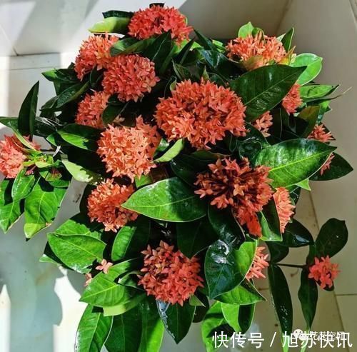 花期|“最累”的8种花,花开连续几个月,一次开花几百朵!