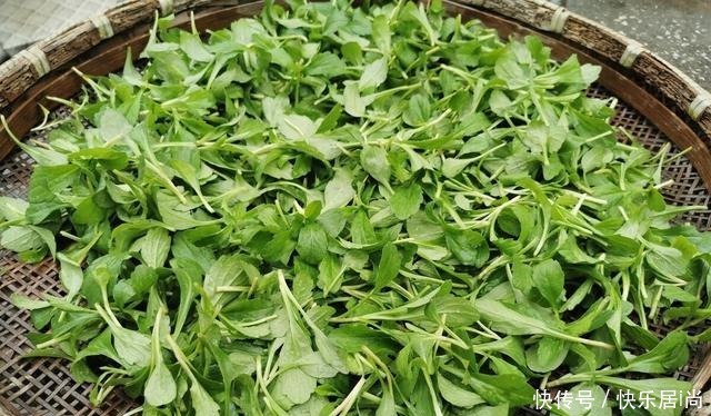 春天的农村里有这40种山珍野菜图片,让你轻松辨别山珍野菜