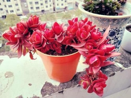 花友|都知道这3款多肉不好养,但是真的很漂亮,愿意尝试的花友真不少