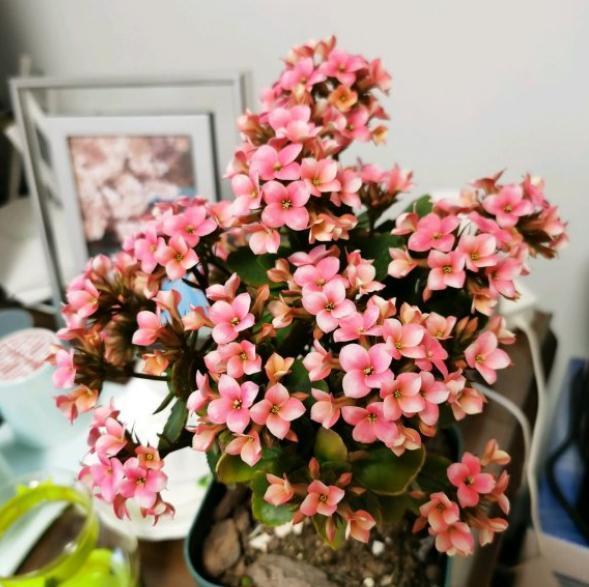 误区|扦插的小苗长寿花,避开养护“误区”,长势更快,后期花更多!