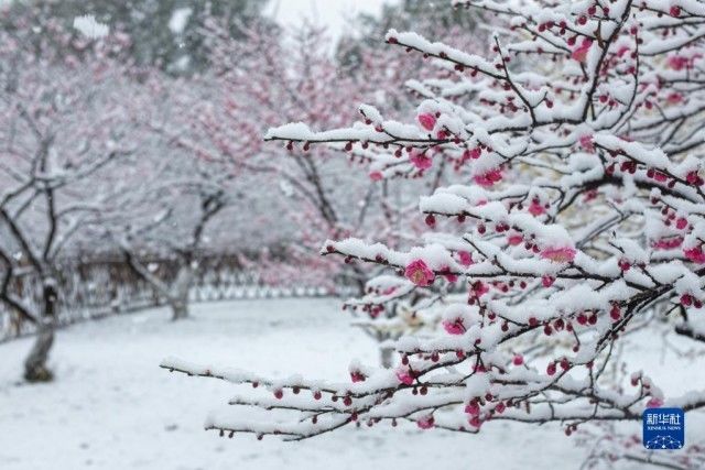 赏雪|杭州：雪落西湖