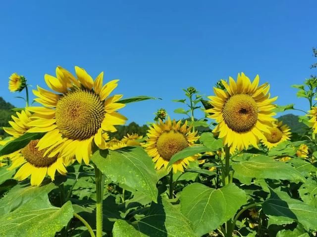 乌桕树|你知道吗?黄山一年中最美的色彩都藏在秋天里了