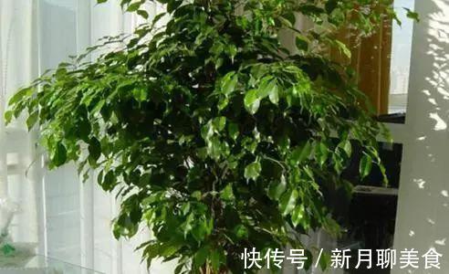 管理|这些植物放在洗手间,不用管理都能长得很好,还祛除异味