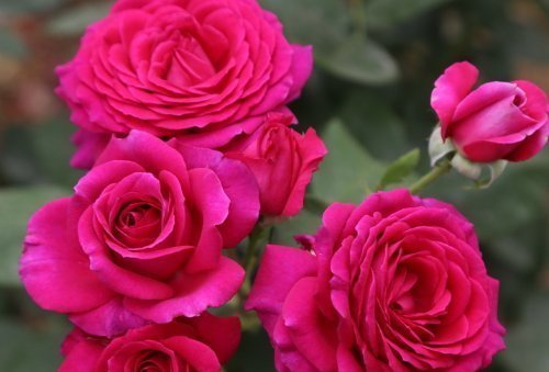 这4种花“欠修理”,要经常来几刀,才能枝繁叶茂,花开不断