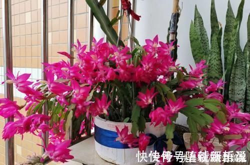 长寿花|养这三种花，盆越小，开的花越多，放大盆还容易死
