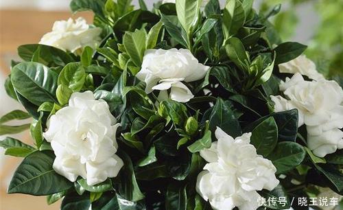 4种盆栽花卉,号称“香香公主”,家里养一盆,连香水都省了!