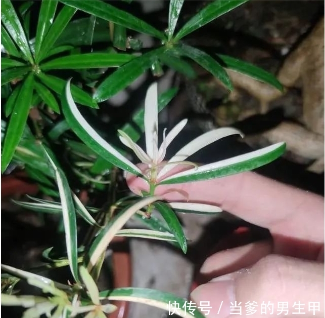 种“罗汉松”用枝条，掰一根插土里，不久之后便可成为老树桩！