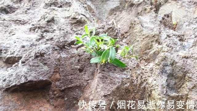 人称“皇帝草”,若出现您家岩石上,请保护好,价值堪比“黄金”