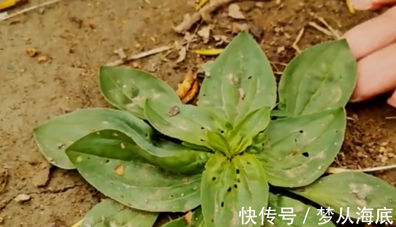 车前草|农村地区有这样一种野草，叶子看上去就像猪耳朵，你们见过吗？