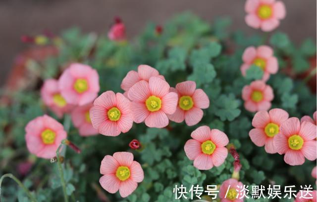 生根液|养花，一换盆就出问题注意3个“事项”，快速冒新根，事半功倍