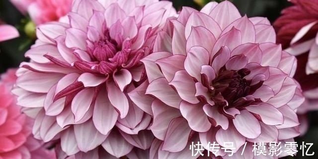 水瓶座|1月桃花又盛开，与旧爱再次拥抱，和真爱甜蜜再来的四大星座！