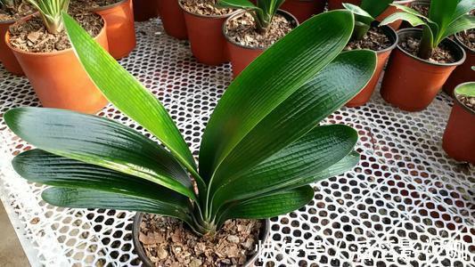 君子兰|太棘手!君子兰碰上烂心烂叶怎么办没想到剪一刀还能救回来