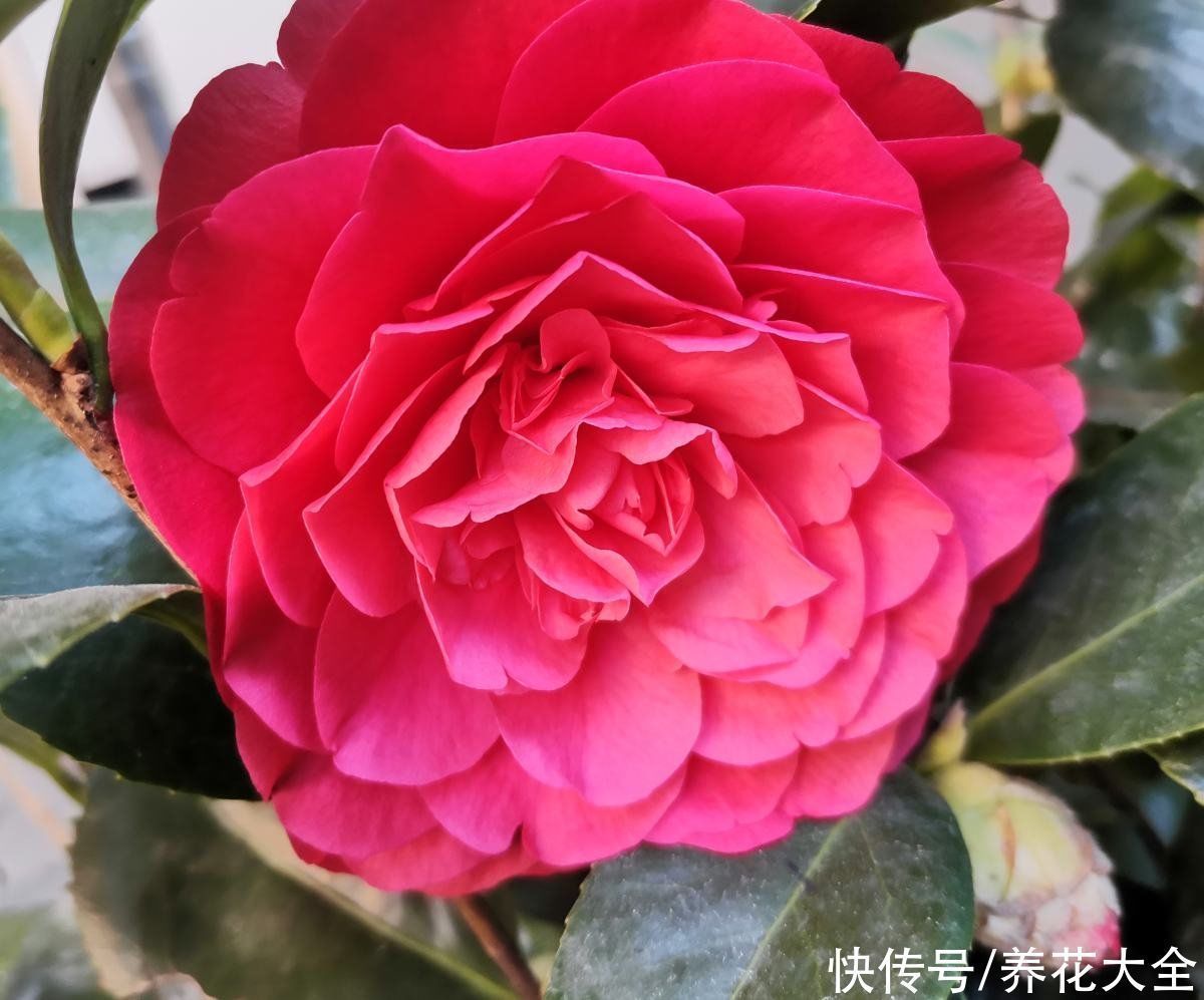 花友|3种花不适合养在封闭阳台,养护难度太大,扔室外却呼呼长