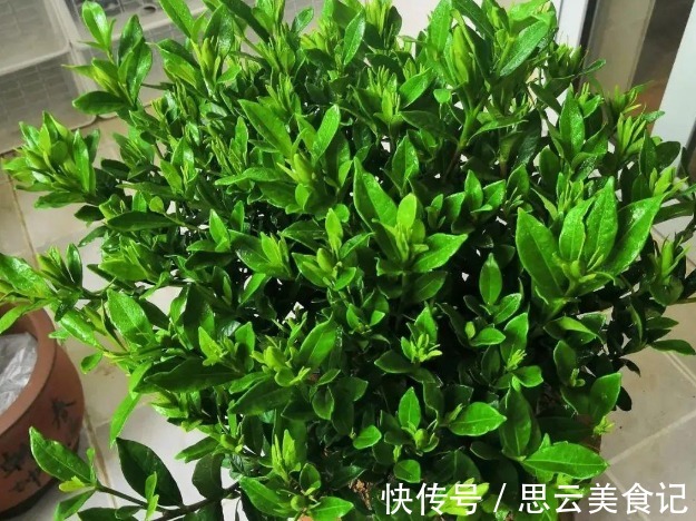 卫生间|卫生间养花，首选这4种耐阴不怕潮的植物，长势好、空气更清新