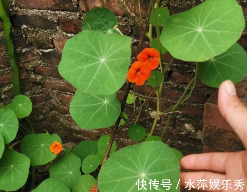 好看又好养的旱金莲，盆栽抓住这4个要点，花墙、花帘子全有了