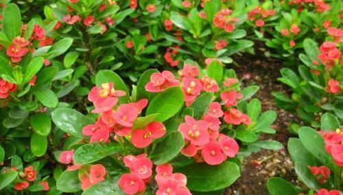 3种漂亮花，最爱吃剩饭，每月喂1碗，花量翻一番