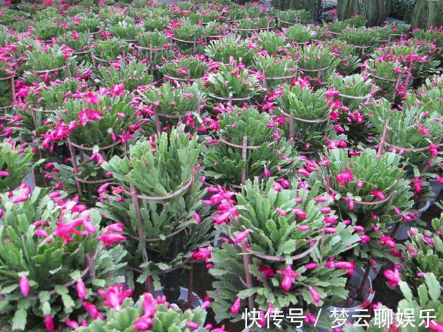 肥料|蟹爪兰开败了，“肥料”一定要给足，叶子厚实有力，下次开花变多