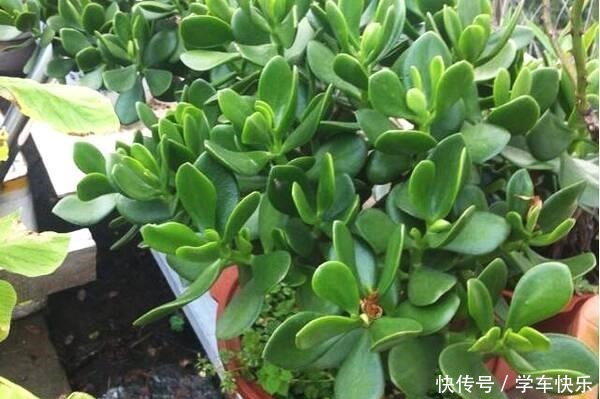 5种盆栽最怕冷,秋末赶紧搬屋里,不然冻成一坨“鼻涕”!