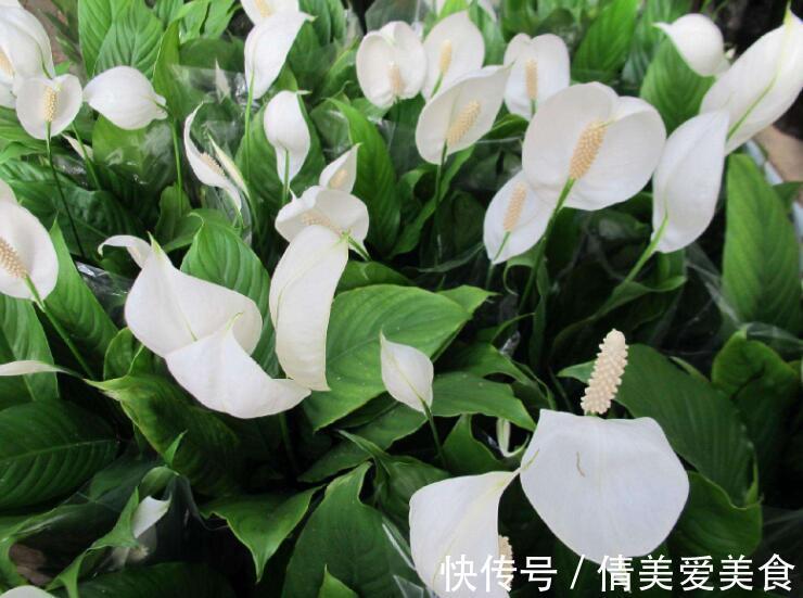 虎尾兰|人养花，花也养人，4种花是空气卫士，养在家里一级棒