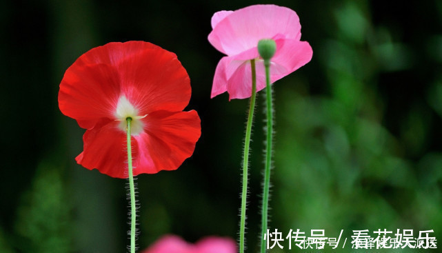 生肖女|年纪越大越旺夫的3生肖女，旺夫旺财旺子女，做好自己便能有福气