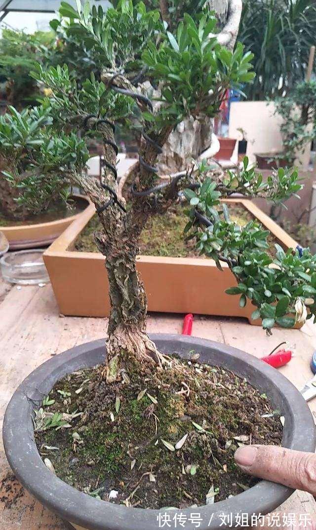 浇水量|100年的黄杨盆景是怎么养出来的,我总结了下面这些老师傅经验