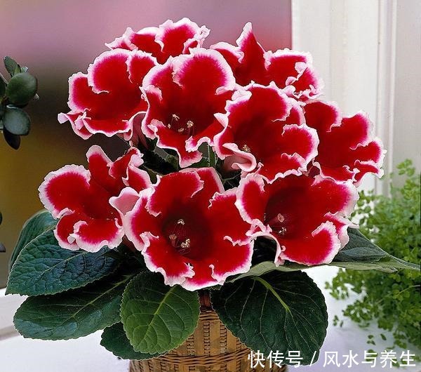 这花超耐阴,比牡丹月季还好看,一片叶子插八盆,开起花来从不停!