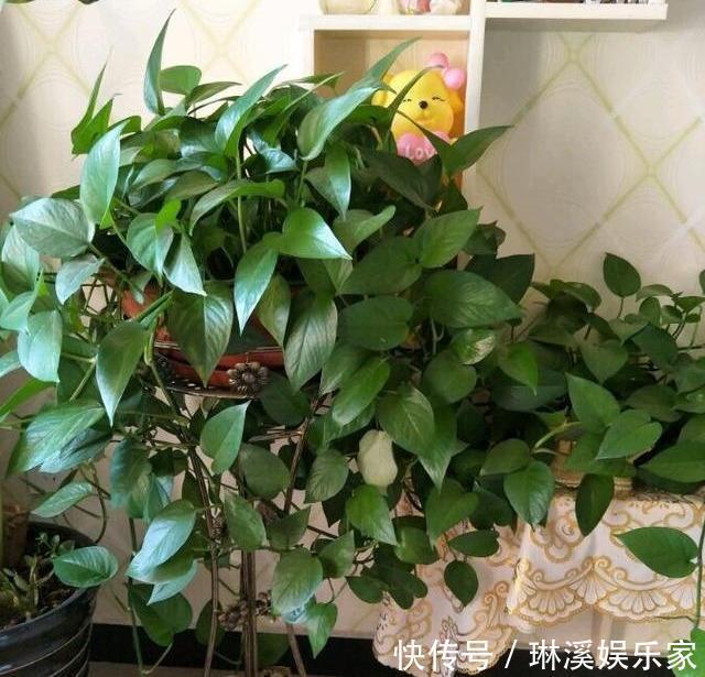 长枝|养绿萝,3种“万能肥”抵过正规肥,叶子绿的像刷漆,再也不黄叶