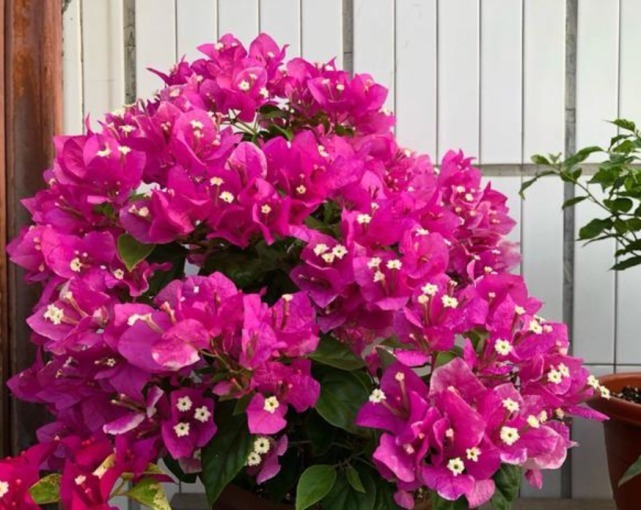 花卉里的“劳模”,3种花全年”开花不断“ ,好养又漂亮,美!