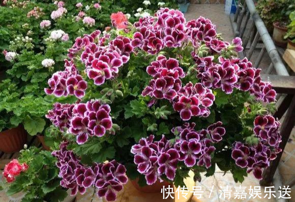 泡水|3种枝条泡水里,10天长根,一次开花100朵,水培成活率更高!