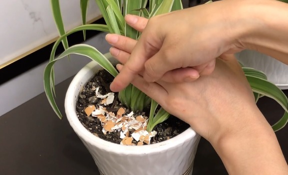 花盆中撒一把,不管多蔫多难养的花,几天根壮叶绿,不烂根不黄叶