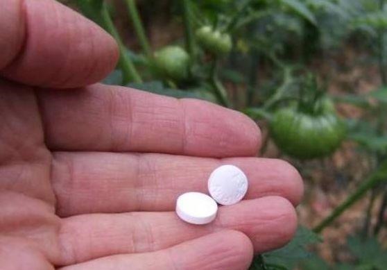 这“2种”药片,比生根水、蚯蚓粪厉害多了,养啥花都能“爆”!