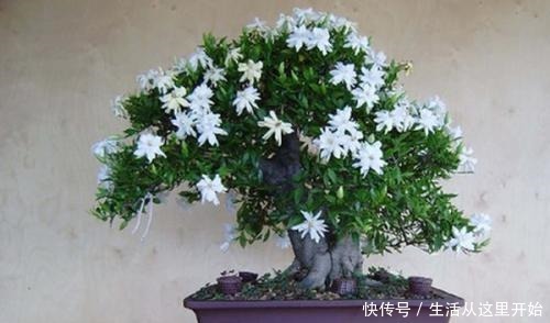 春天给栀子花“剃个头”,树冠很快成大球,花苞压弯枝头!