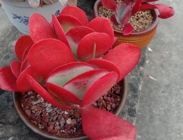  从小|养了5年多肉，从小白变成大神，这些经验送你了