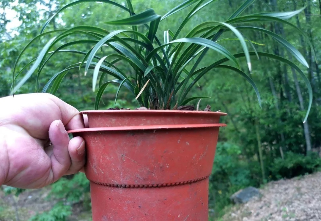 兰花|比松树皮更好的兰花植料,生根快、发芽壮,更适合兰菌滋生