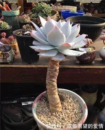 养多肉都喜欢大老桩?这10个品种全是“大粗腿”,越养越好看!