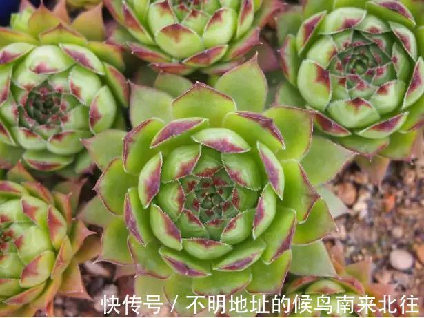 60种多肉图鉴及养护要点，1分钟学会，超全超实用！