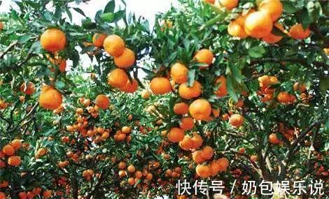 水果|冬季必吃的水果,比牛奶营养还丰富,如何挑选食用,看这篇就够了