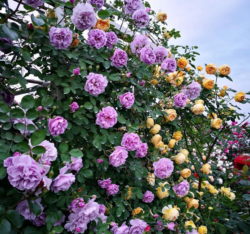 月季长出“一种芽”，赶紧掐掉它，长的越多，越难开花，白费劲了