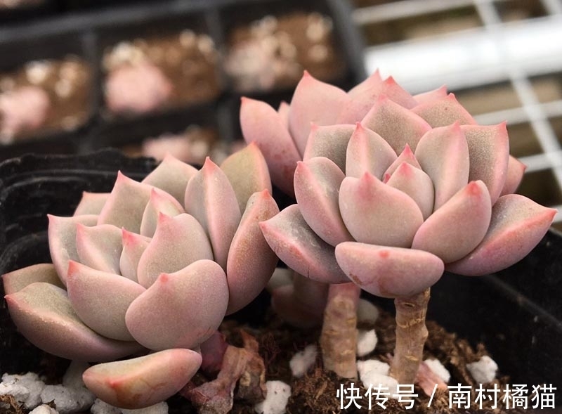 叶片|多肉植物红粉佳人养护指南:抓住4点要求,上色出状态易